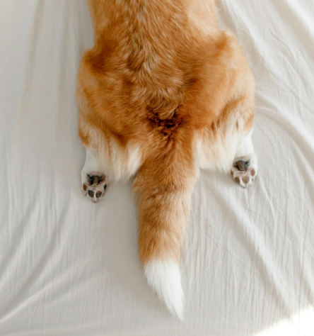 Earthing Grounding Sheets: The Science, Benefits, and Best Products