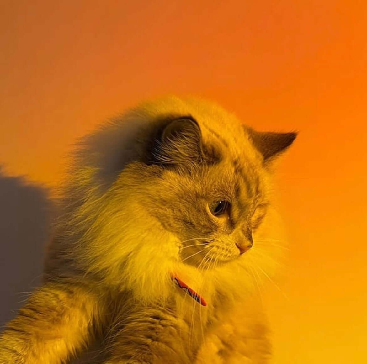 Sunset Lamp — Create Cozy Ambience, Elevate Your Space
